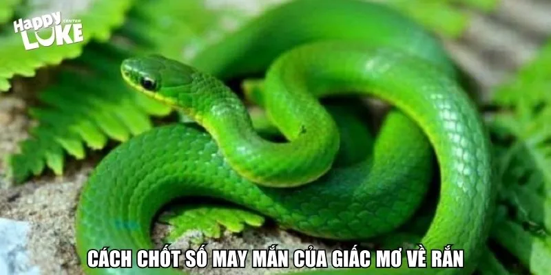 Nếu chiêm thấy rất nhiều rắn thì hãy chốt ngay 45, 67.