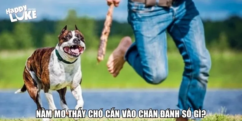 Nằm mơ thấy chó cắn vào chân đánh số gì?